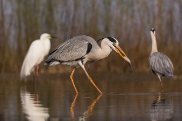 Grey Heron