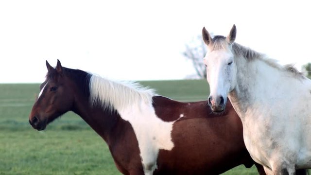 Wild horses in a Ranch playing. Elegant white and brown horses