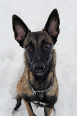 Naklejka premium mammal, animal, dog, malinois, white, snow, winter, nature, belgian malinois, meadow, park, chain, purebred, working dog, obedient, young, canine, cute, cold, sheepdog, bushes, fawn, landscape, posing