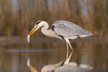 Grey Heron