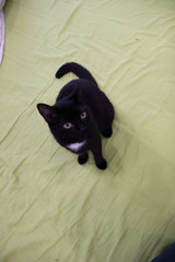 cat in the apartment