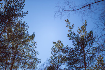 in the Park and forest Trees covered with snow