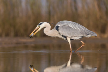 Grey Heron