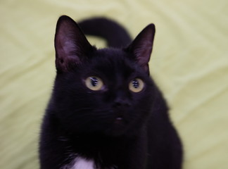 cat in the apartment