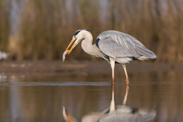 Obraz premium Grey Heron