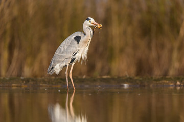 Grey Heron