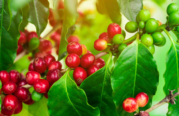 Coffee beans ripening on tree in North of thailand