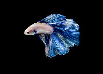 Betta fish, siamese fighting fish, betta splendens isolated on black background