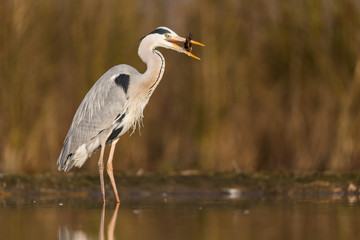 Grey Heron