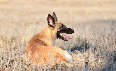 Fototapeta premium Spring Portrait of a beautiful dog breed Belgian Shepherd Malinois in the grass