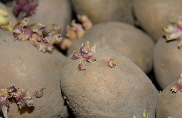 Sprouts on potato tubers. Sprouted potato tubers for planting in the ground. Sprouting potato tubers in the light.