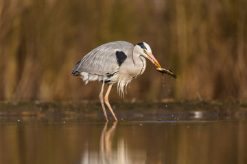 Grey Heron