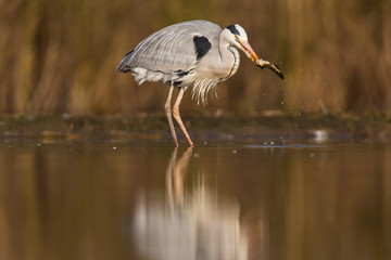 Grey Heron