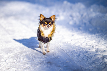 Dog in the jacket walking in winter