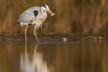 Grey Heron
