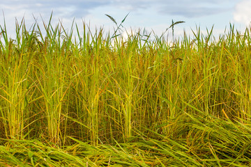 close up of yellow green rice field