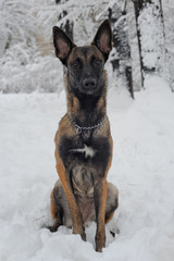 mammal, animal, dog, malinois, white, snow, winter, nature, belgian malinois, meadow, park, chain, purebred, working dog, obedient, young, canine, cute, cold, sheepdog, bushes, fawn, landscape, posing