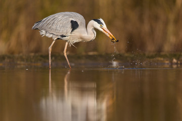Grey Heron