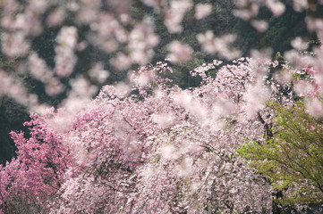 桜　春　満開の桜