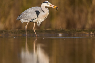 Grey Heron