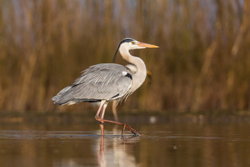 Fototapeta premium Grey Heron