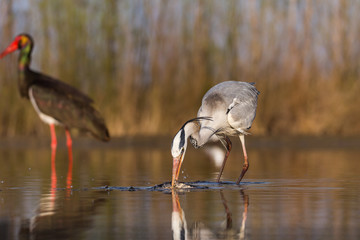 Grey Heron