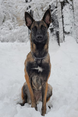 mammal, animal, dog, malinois, white, snow, winter, nature, belgian malinois, meadow, park, chain, purebred, working dog, obedient, young, canine, cute, cold, sheepdog, bushes, fawn, landscape, posing