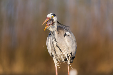 Grey Heron