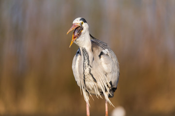 Grey Heron