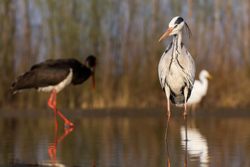 Grey Heron