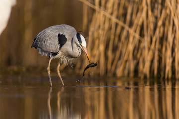 Grey Heron