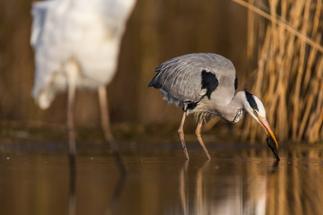 Grey Heron