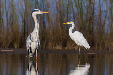 Grey Heron