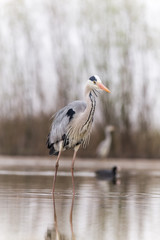 Grey Heron