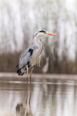 Grey Heron