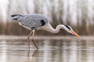 Grey Heron