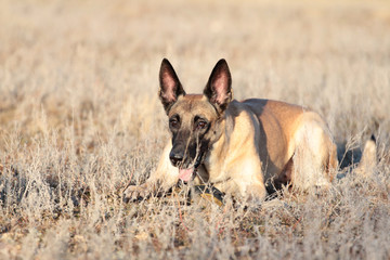 Dog with a ball of breed Belgian Shepherd Malinois in the spring grass