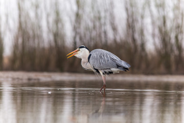 Grey Heron