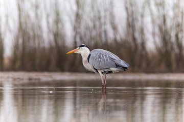 Grey Heron