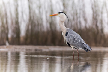 Grey Heron