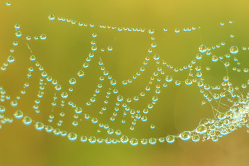 Close-up of abstract drops on a spider web with variable focus and blurred background in the rays of the rising sun. Blur and soft focus.