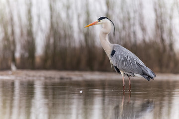 Grey Heron