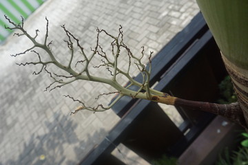 devil branch of the tree