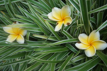 jasmine flowers on green grass