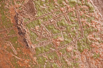 green cracked tree cork