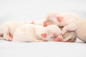 Newborn puppy. Shih-tzu dog