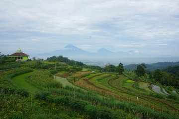Obraz premium views of green rice fields on the hill