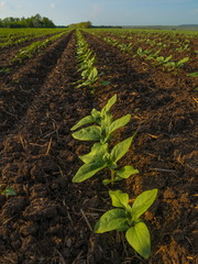 Green sprouts crop. Spring field of green sunflower sprouts. Agricultural grounds.