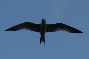 Seabird