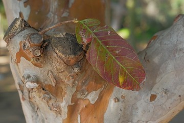 autumn colored leaf